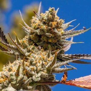 Lemon Berry Candy Genetics (15 Pack)