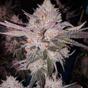 OG Kush Genetics (15 Pack)