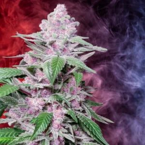 Purple Cookie Kush Strain