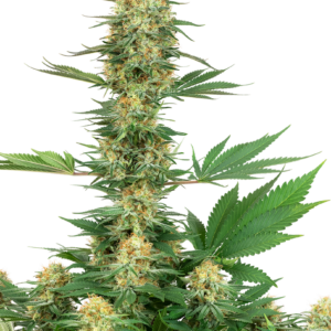 Gelato Strain